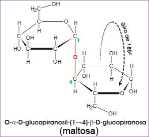 1.2. Oligosacáridos | Biología 2º Bachillerato. Unidad 2: La superficie ...