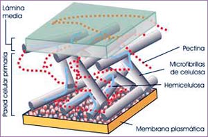 Estructura de la pared vegetal.