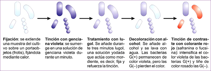 Tinción de Gram