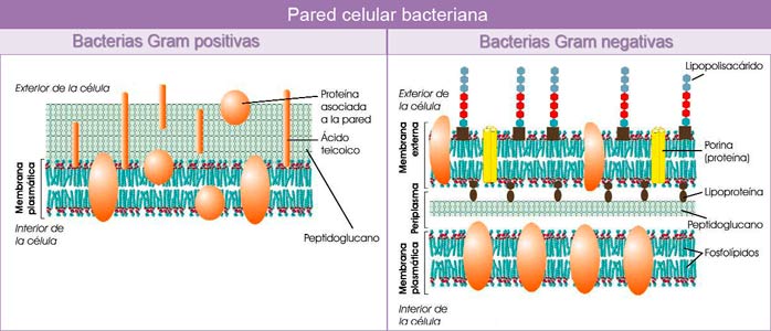 Estructura de la pared bacteriana