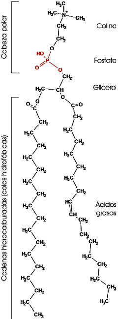 Estructura de una fosfatidilcolina