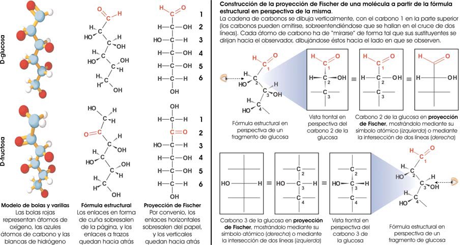 Formas de representar los monosacáridos