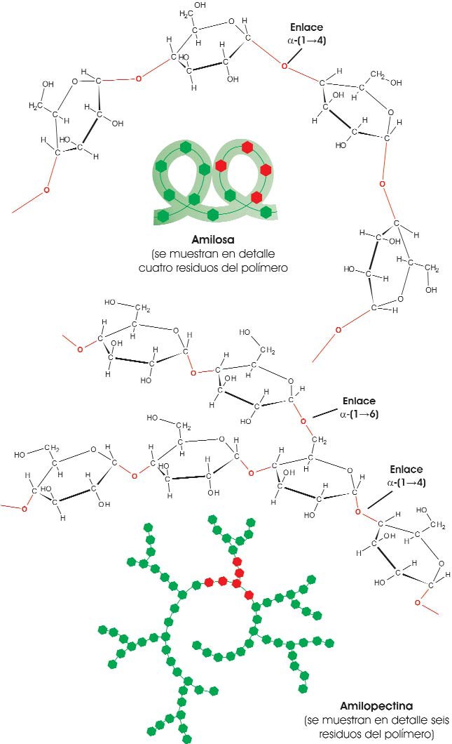 Esructura del almidón