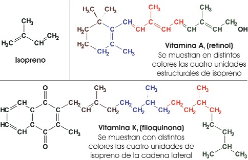 Isopreno y derivados