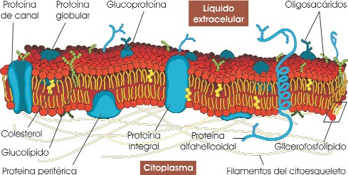 Estructura de la membrana celular