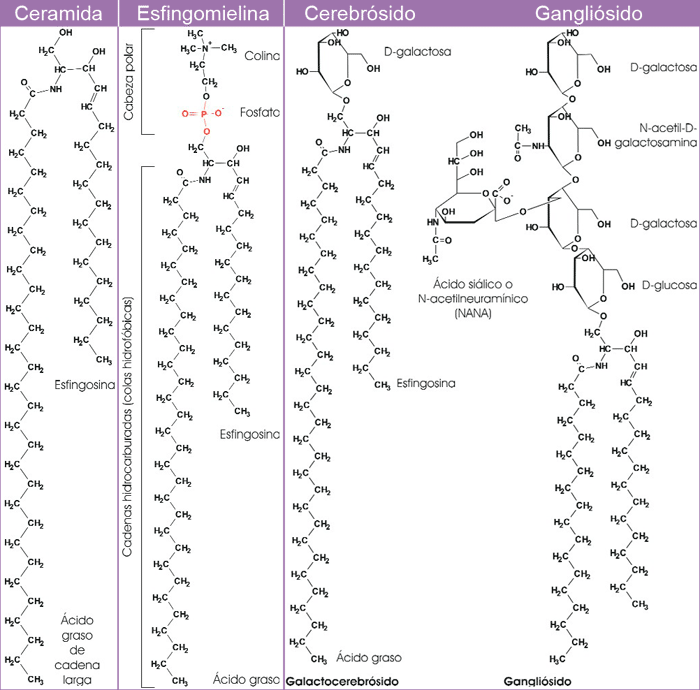 Esfingolípidos