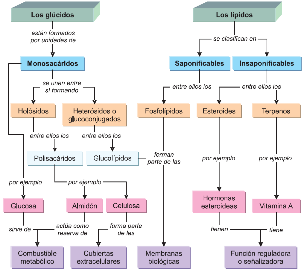 Mapa conceptual