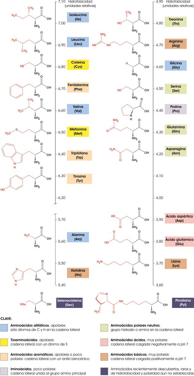 Aminoácidos proteinogénicos