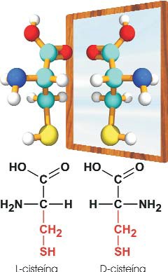 Estereroisomería de un aminoácido