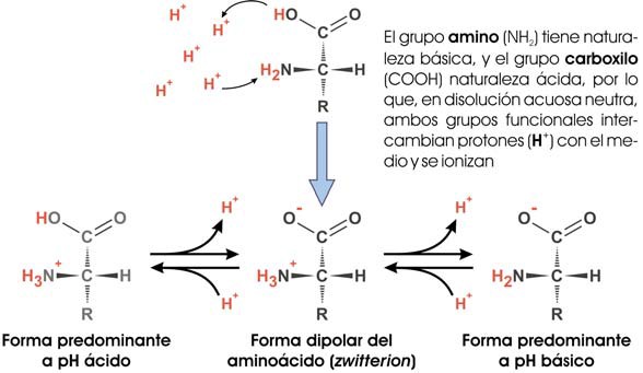 Formula zwitterionica de un aminoácido y su comportamiento anfótero.