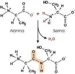 Formación de un enlace peptídico