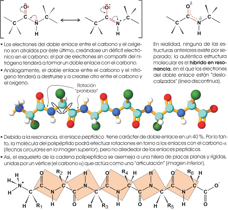 Formas resonantes de un enlace peptídico