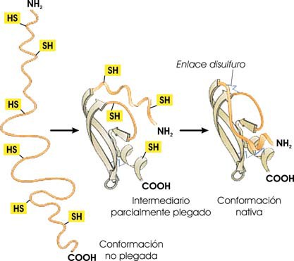 Renaturalización de una proteína