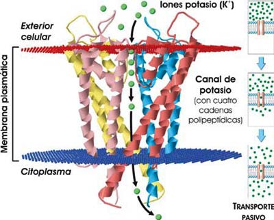 Transporte de iones a través de proteínas canal