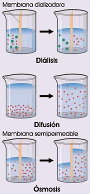 Diálisis, difusión y ósmosis