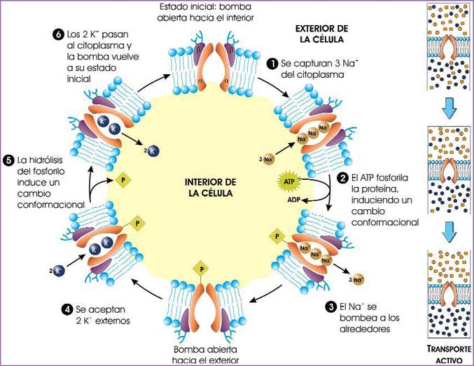 Bomba de Na+/K+