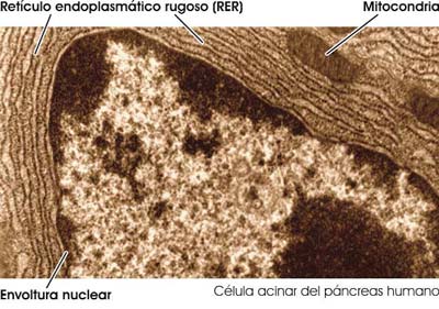 Retículo endoplasmático rugoso