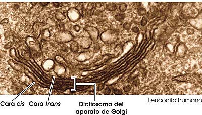 Complejo de Golgi