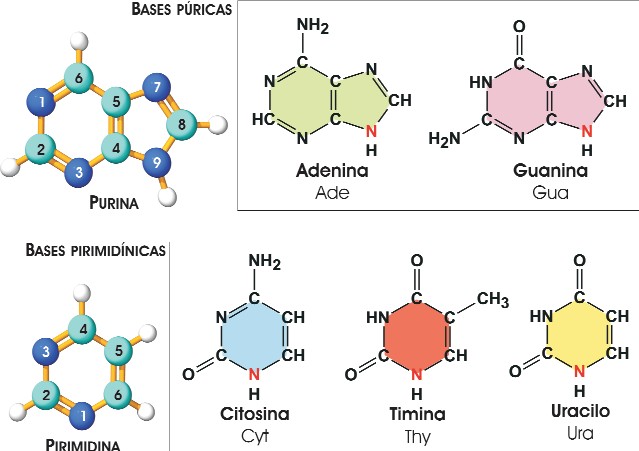 Estructuras de las bases nitrogenadas