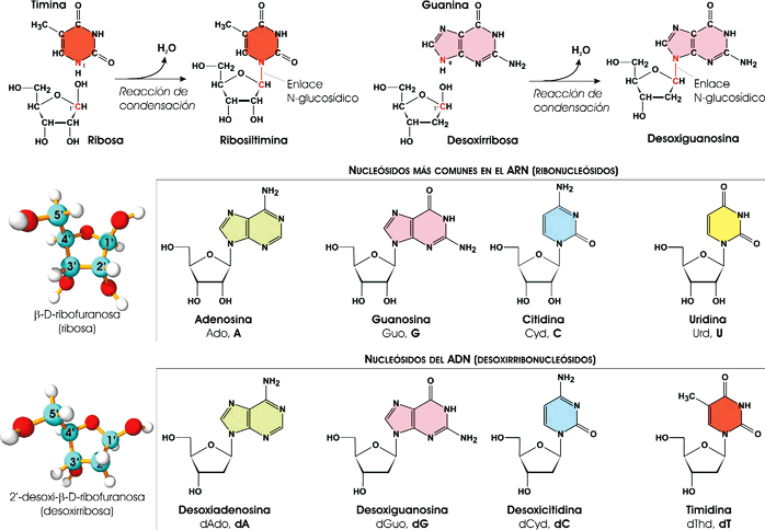 Formación de nucleósidos