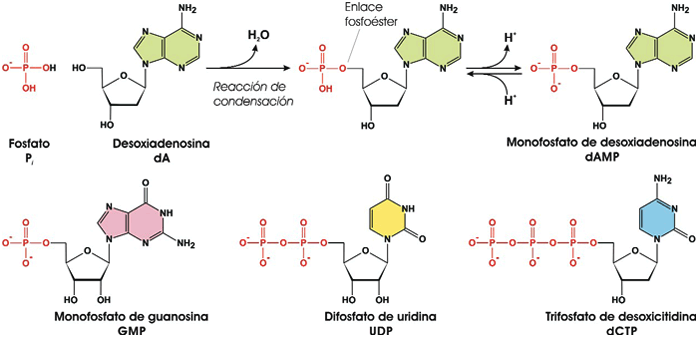 Formación de un nucleótido