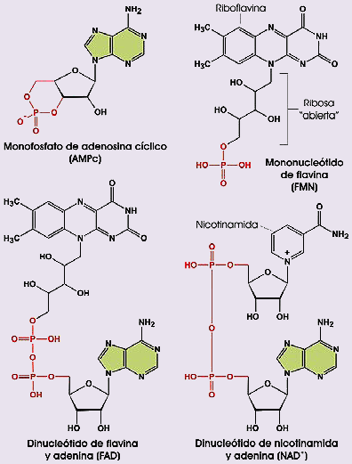 Nucleótidos no nucleicos