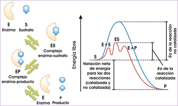 Etapas en una reacción enzimática