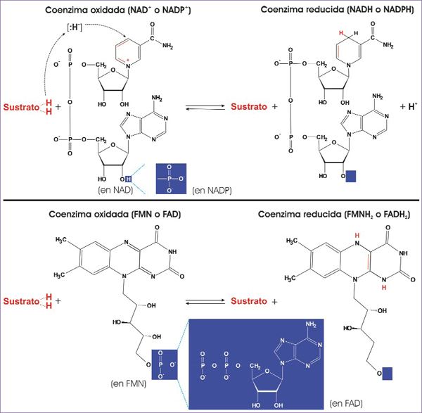 Transferencia de electrones por coenzimas