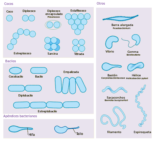 Morfología de las bacterias