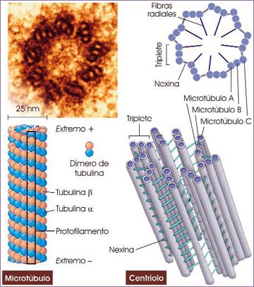 Microtúbulos y centriolos