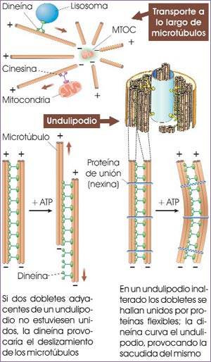 Sistema tubulina-dineína