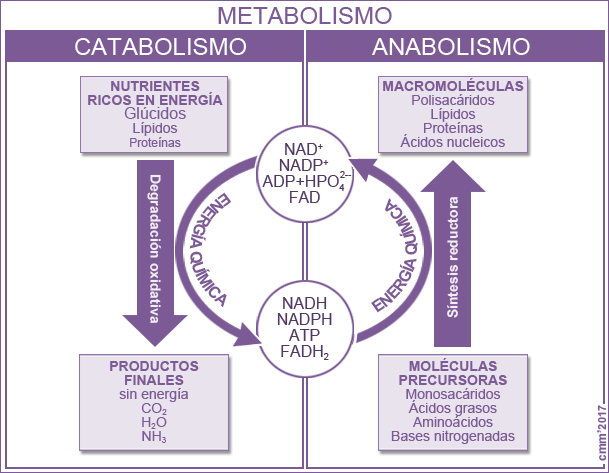 Anabolismo y catabolismo