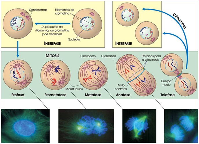 Mitosis