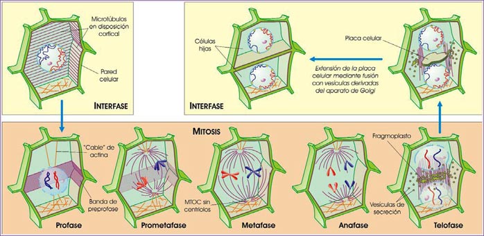 Mitosis y citocinesis en célula vegetal