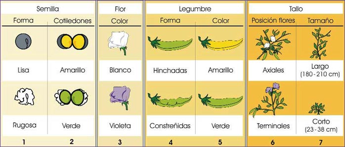 Caracteres estudiados por Mendel