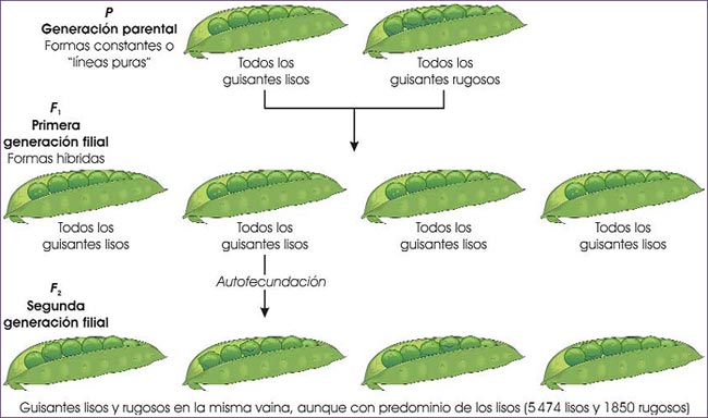 Cruzamientos