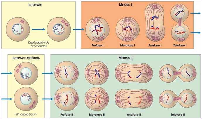 Meiosis