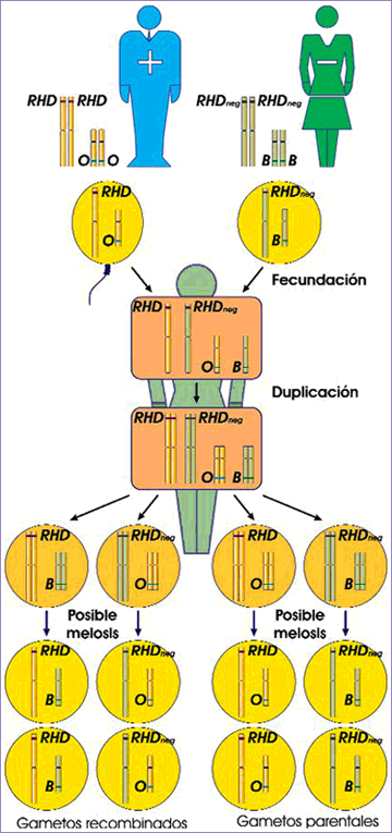 Tercera ley de Mendel. Sistema AB0 y Rh.