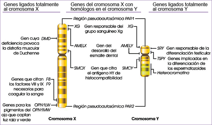 Genes ligados a los cromosomas sexuales