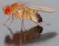 Drosophila melanogaster