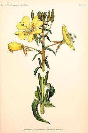Oenothera lamarckiana Oenothera lamarckiana