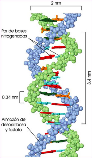 Modelo de la doble hélice de ADN