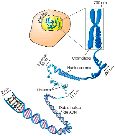 Niveles de compactación del ADN