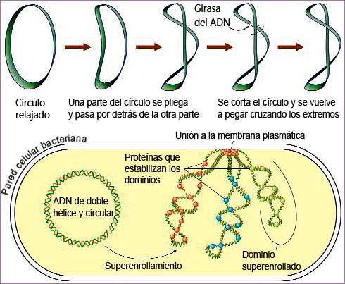 Superenrollamiento de ADN bacteriano