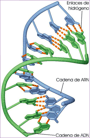 Molécula híbrida ADN-ARN