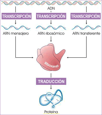 El "dogma" central de la Biología