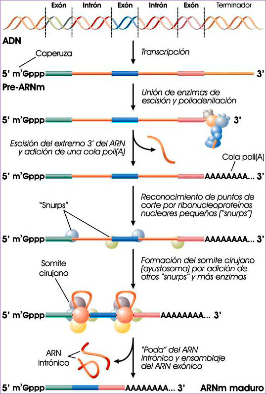 Procesamiento del ARNm