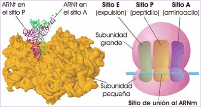 Ribosoma y ARNt