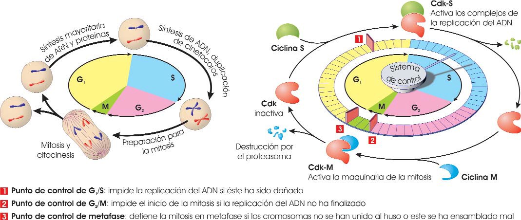 Ciclo celular