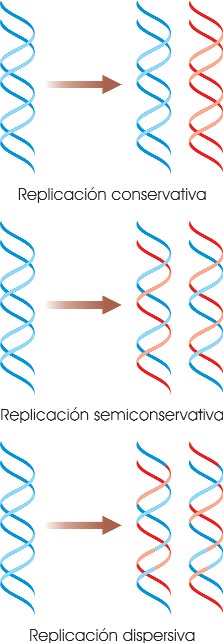 Modelos posibles de replicación del ADN